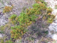 Passerina paleacea