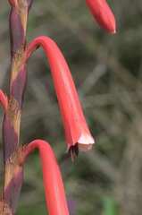 Watsonia aletroides