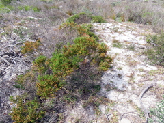 Passerina paleacea