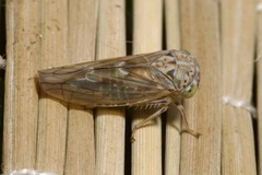 Idiocerus stigmaticalis