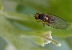 Liriomyza clianthi