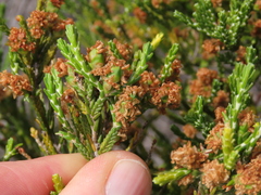 Passerina paleacea