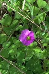 Oxalis zeekoevleyensis