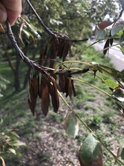 Fraxinus angustifolia