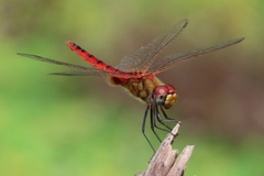Urothemis signata