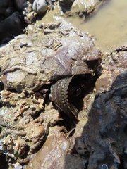 Acanthoclinus fuscus