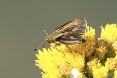 Panoquina errans