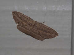 Epiphryne verriculata