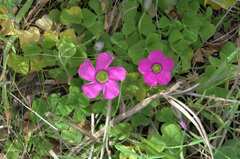 Oxalis zeekoevleyensis