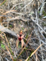 Caladenia tessellata