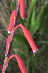 Watsonia aletroides