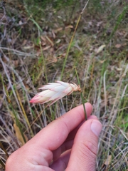Johnsonia lupulina