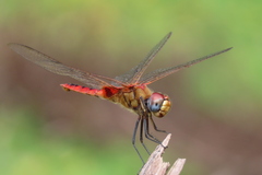 Urothemis signata