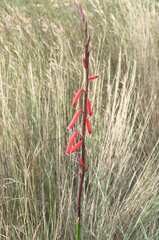 Watsonia aletroides