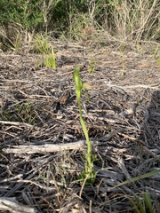 Pterostylis tasmanica