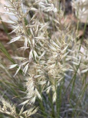 Capeochloa