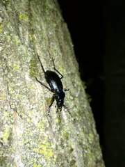 Carabus problematicus