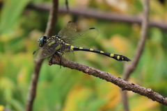 Ictinogomphus rapax
