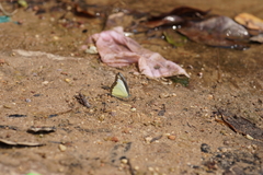 Appias lyncida eleonora