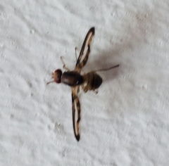 Toxonevra muliebris