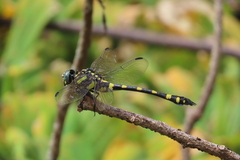 Ictinogomphus rapax