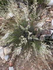 Capeochloa