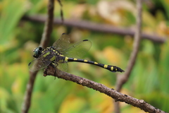 Ictinogomphus rapax