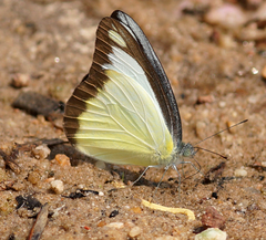 Appias lyncida eleonora