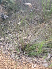 Johnsonia lupulina