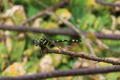 Ictinogomphus rapax
