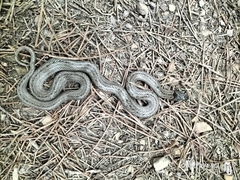 Macroprotodon brevis