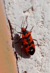 Lygaeus equestris
