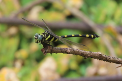 Ictinogomphus rapax