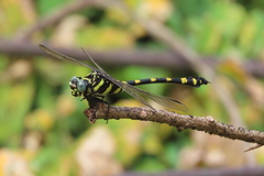 Ictinogomphus rapax