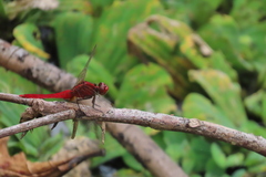 Rhodothemis rufa