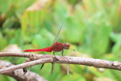 Rhodothemis rufa