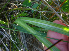 Albuca juncifolia