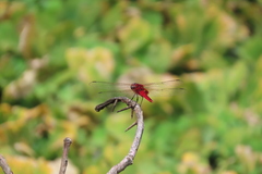 Urothemis signata