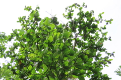 Terminalia catappa