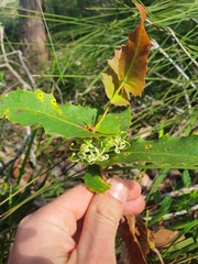 Hakea amplexicaulis