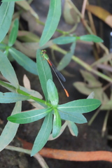 Ceriagrion cerinorubellum