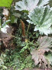 Gunnera