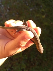 Takydromus tachydromoides