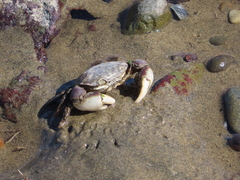 Hemigrapsus crenulatus