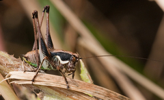 Eupholidoptera smyrnensis
