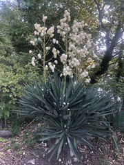 Yucca gloriosa