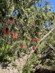 Melaleuca viminalis