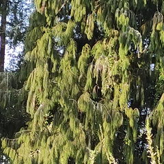 Dacrydium cupressinum