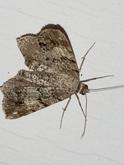 Macaria granitata