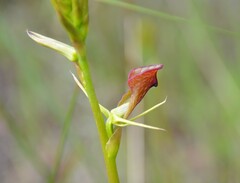 Cryptostylis ovata